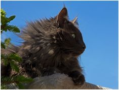 a fluffy black cat with green eyes sitting on top of a tree branch and looking up at the sky