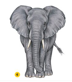 an elephant with tusks standing in front of a white background and yellow numbers