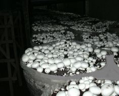 many mushrooms are growing on the ground in an industrial area, with dark lighting coming from behind them