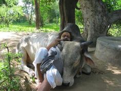 a man sitting on the ground next to a cow with its head under a tree