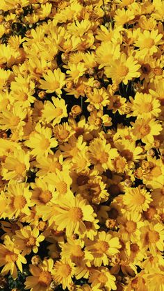 yellow flowers with green frame in the middle