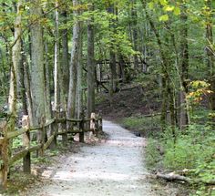 a dirt path in the middle of a forest with trees on both sides and a wooden fence at the end