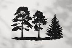 black and white photograph of three trees in the woods