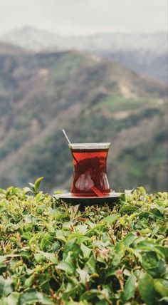 a red cup sitting on top of a lush green field next to a mountain range