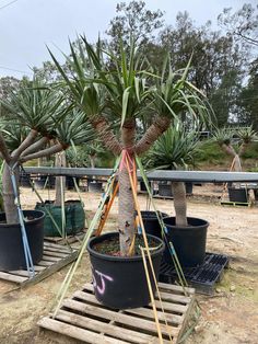 Dragon Tree (Dracaena Draco) - Designer Trees Australia