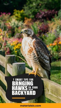 Hawk perched on a wooden fence with a garden in the background. Text reads "7 Smart Tips for Bringing Hawks to Your Backyard". Useful Tips