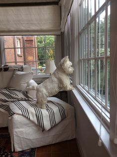 a white dog standing on top of a bed next to a window