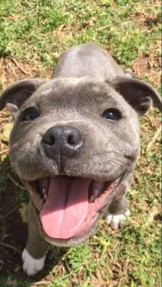 a close up of a dog with its tongue out