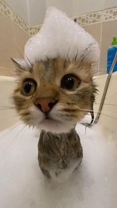 a cat is in the bathtub with foam on its head