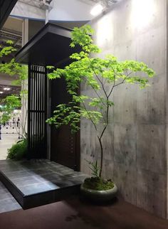 a bonsai tree is displayed in an indoor space