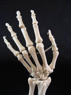 a model of the hand and wrist is shown on a glass table with a black background