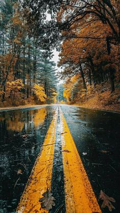 an instagram page with the image of a road in autumn and trees on both sides