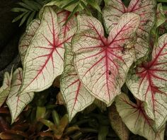 some red and white leaves are growing in the ground near green plants with brown spots on them