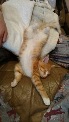 an orange and white cat laying on top of a brown leather couch next to a person