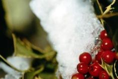 some berries are growing on the branches of a tree with snow in the back ground