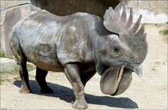 an elephant with its mouth open standing on dirt ground next to another animal in the background