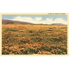 a field of california poppies is shown in this postcard from the 1950's