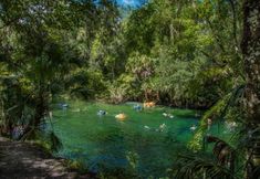 people are floating in the river surrounded by trees