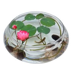 a glass bowl filled with water and plants