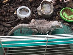 a small lizard sitting on top of a green table