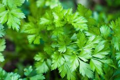 close up view of green leaves in the forest