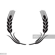 two ears of wheat on a white background