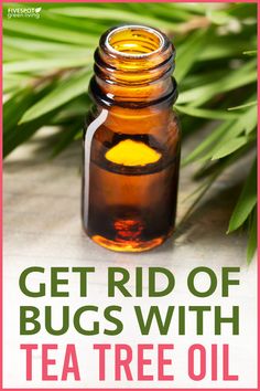 Bugs are a nasty thing to deal with but there are many natural options to keep them at bay with the many tea tree oil uses. Here are some Effective Ways To Use Tea Tree Oil For Bugs. #teatreeoil #teatreeuses #bugs #essentialoils #naturalpestcontrol Homesteading Hacks, Severe Cough Remedies, Tea Tree Oil Uses, Turmeric Essential Oil, Modern Homestead, Cold And Cough Remedies, Ginger Essential Oil, Essential Oil Benefits, Cold Home Remedies