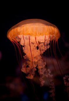 an orange jellyfish floating in the water at night