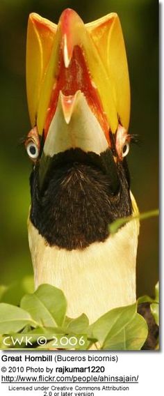 a close up of a bird with its mouth open