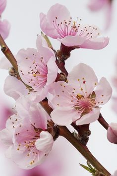 pink flowers are blooming on the branch of a cherry tree in front of a white background