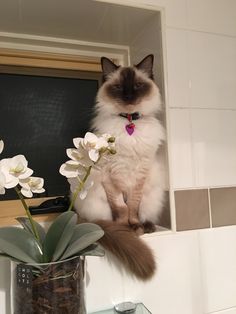 a cat sitting on top of a counter next to a vase with flowers in it