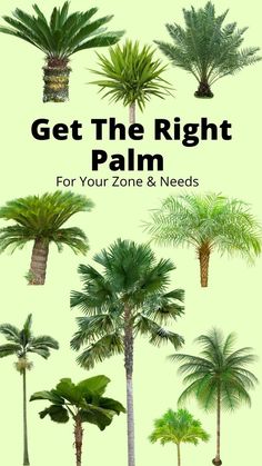 palm trees with the text get the right palm for your zone & needs