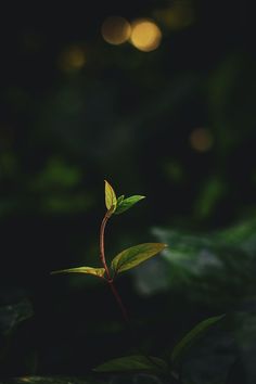 a small green plant sprouts from the ground in front of some dark foliage