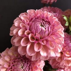 a bunch of pink flowers sitting on top of each other