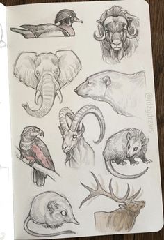 some animals that are drawn in pencil on paper