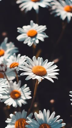 white daisies with orange centers are in the foreground and black background behind them