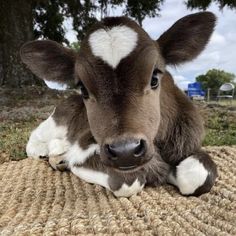 a brown and white cow laying on top of a woven rug next to a tree