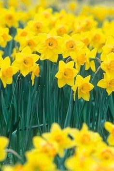 yellow daffodils are blooming in the garden