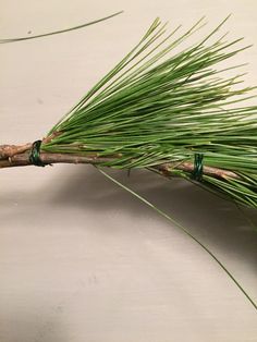 a close up of a pine branch with green needles on white table cloth and wood stick