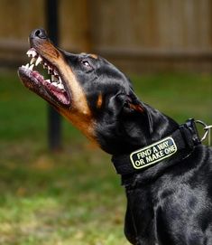 a black and brown dog with its mouth open