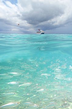 a boat is in the distance as it floats through the water with other fish nearby