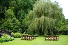 several tables and chairs are set up in the grass near a large weeping willow tree