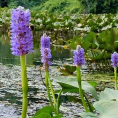 purple flowers are growing in the water near lily pads