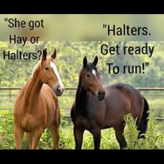 two horses standing next to each other in a field with words above them that read, she got hay or halters? get ready to run