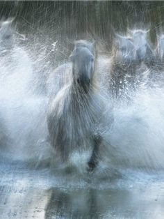 several horses are running in the water and splashing with their heads back to the camera