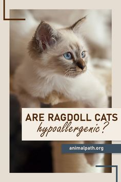 a white cat with blue eyes sitting on top of a table next to a sign that says are ragdl cats hypoailegenic?