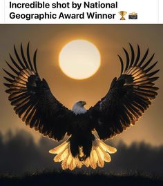 an eagle spreads its wings as the sun sets in the background with text that reads incredible shot by national geographic award winner