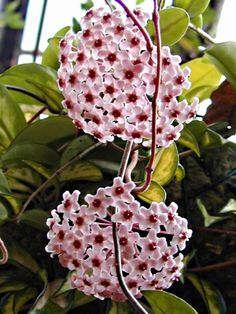 two pink flowers are hanging from a tree