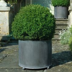 two large potted plants sitting on top of a stone walkway