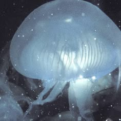 an image of a jellyfish in the water with bubbles on it's surface